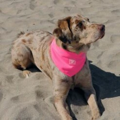 Canada Pooch Chill Seeker Cooling Dog Bandana 9 Canada Pooch Chill Seeker Cooling Dog Bandana -Dog Supplies 758750 PT3. AC SS1800 V1677535639