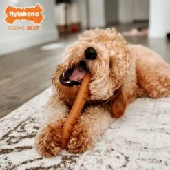 Nylabone Power Chew Baguette Dog Toy Chicken -Dog Supplies 794742 PT3. AC SS1800 V1689703734