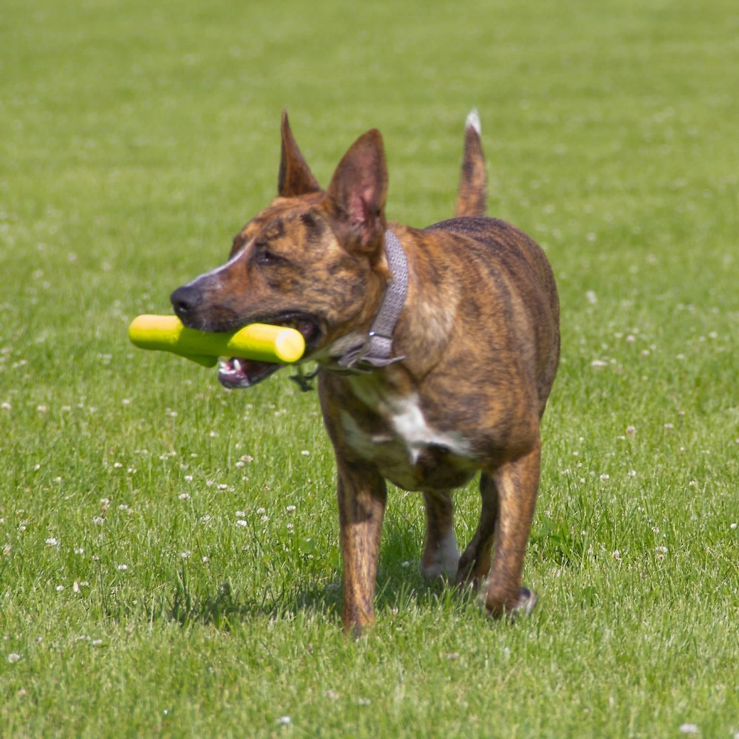 Hyper Pet Hyper Chewz Dog Chew Toy 9 Hyper Pet Hyper Chewz Dog Chew Toy - Image 7