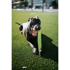 Hyper Pet Hyper Chewz Dog Chew Toy 18 Hyper Pet Hyper Chewz Dog Chew Toy -Dog Supplies 80170 PT7. AC SS1800 V1551972750