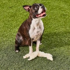 Ethical Pet Skinneeez Crinklers Lamb Stuffing-Free Squeaky Plush Dog Toy -Dog Supplies 85045 PT7. AC SS1800 V1527093302