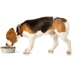 PetRageous Designs Crete Hammered Stainless Steel Dog & Cat Bowl -Dog Supplies 902294 PT2. AC SS1800 V1689889711